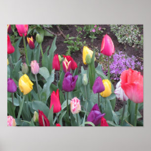 Tulip Garden Poster
