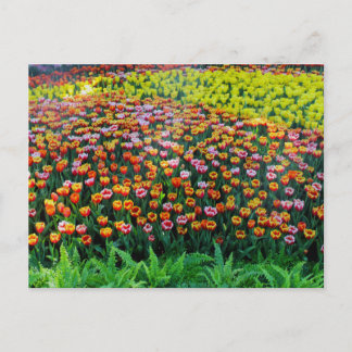 Tulip Garden Postkarte