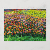 Tulip Garden Postkarte (Vorderseite)