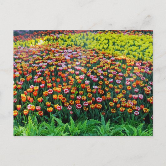 Tulip Garden Postkarte (Vorderseite)