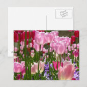 Tulip Garden Postkarte (Vorne/Hinten)