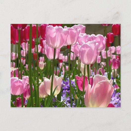 Tulip Garden Postkarte (Vorderseite)