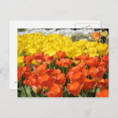 Tulip Garden Postkarte (Vorne/Hinten)