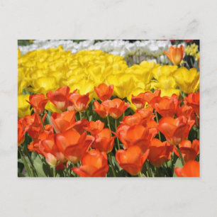 Tulip Garden Postkarte