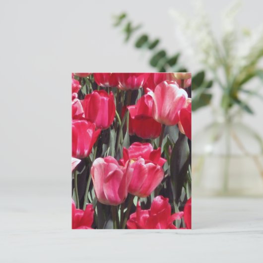 Tulip Garden Postkarte (Stehend Vorderseite)
