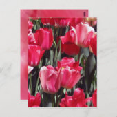 Tulip Garden Postkarte (Vorne/Hinten)