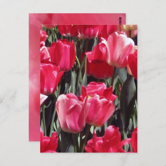 Tulip Garden Postkarte (Vorne/Hinten)
