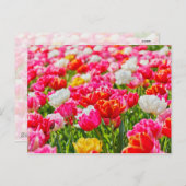 Tulip Garden Postkarte (Vorne/Hinten)