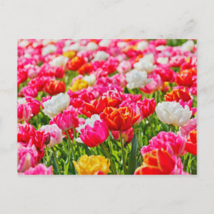 Tulip Garden Postkarte