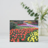 Tulip Gardens Postkarte (Stehend Vorderseite)