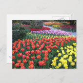 Tulip Gardens Postkarte (Vorne/Hinten)