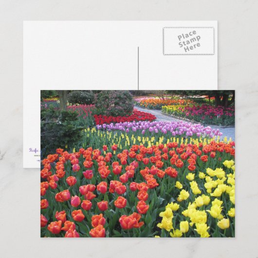 Tulip Gardens Postkarte (Vorne/Hinten)