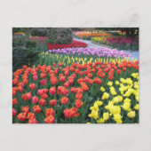 Tulip Gardens Postkarte (Vorderseite)