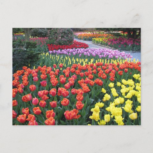 Tulip Gardens Postkarte (Vorderseite)