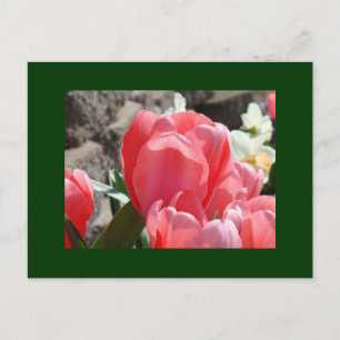 Tulip-Garten Postkarten Personalisieren Sie Blumen