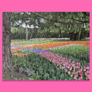 Tulip-Garten-Puzzle Skagit Valley Washington Puzzle