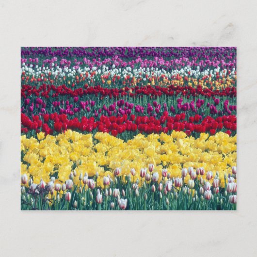 Tulip-Gartenanlage im Skagit-Landkreis, Postkarte (Vorderseite)