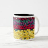 Tulip-Gartenanlage im Skagit-Landkreis, Zweifarbige Tasse (VorderseiteRechts)