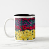 Tulip-Gartenanlage im Skagit-Landkreis, Zweifarbige Tasse (Links)
