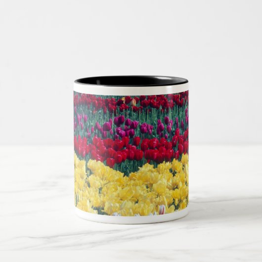Tulip-Gartenanlage im Skagit-Landkreis, Zweifarbige Tasse (Mittel)