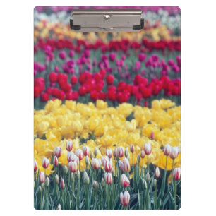 Tulip-Gartenanlage im Skagital, Klemmbrett