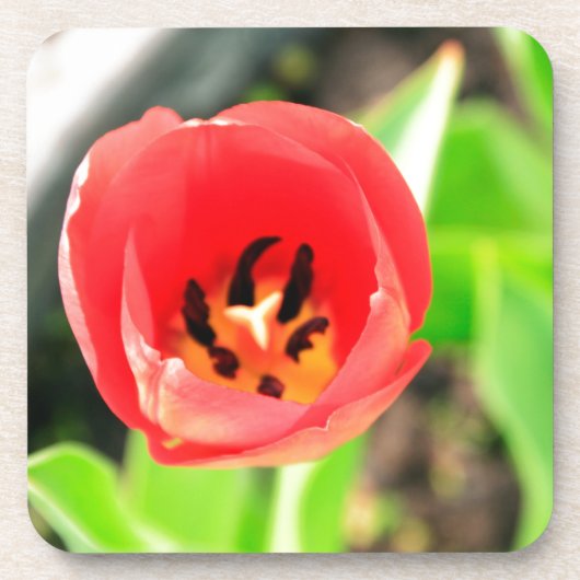 Tulip Getränkeuntersetzer (Vorderseite)
