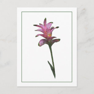 Tulip Ginger Botanisches Foto-Sketch Postkarte