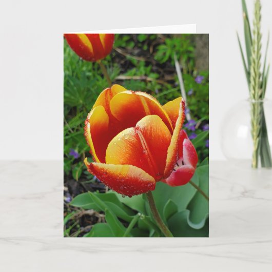 Tulip-Grußkarte Karte (Vorderseite)
