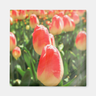 Tulip Heaven Magnet