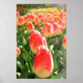 Tulip Heaven Poster (Vorne)