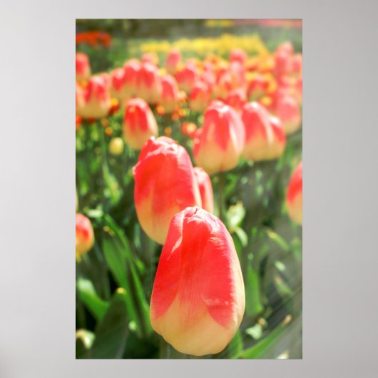 Tulip Heaven Poster (Vorne)