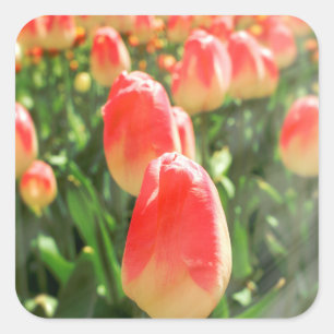 Tulip Heaven Quadratischer Aufkleber