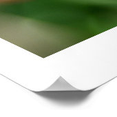 Tulip im Frühjahr Poster (Ecke)