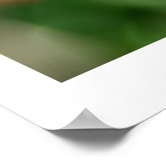 Tulip im Frühjahr Poster (Ecke)