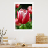 Tulip im Frühjahr Poster (Küche)