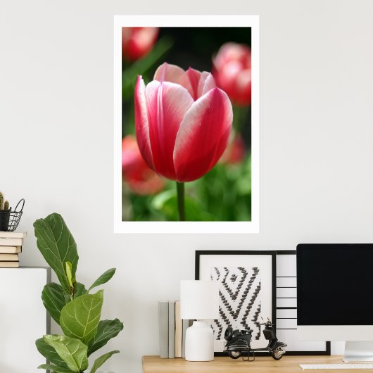 Tulip im Frühjahr Poster (Heimbüro)
