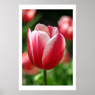 Tulip im Frühjahr Poster