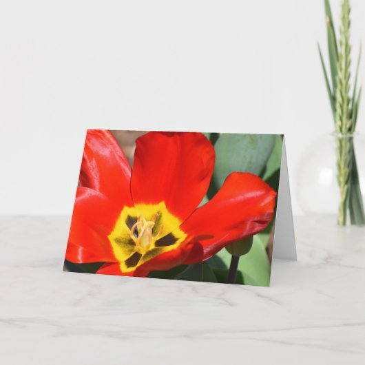 Tulip Karte (Vorderseite)