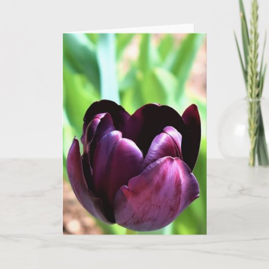 Tulip Karte (Vorderseite)