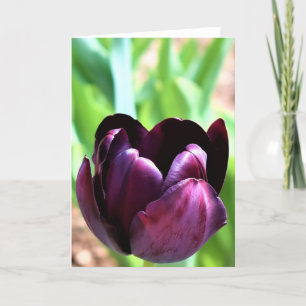 Tulip Karte