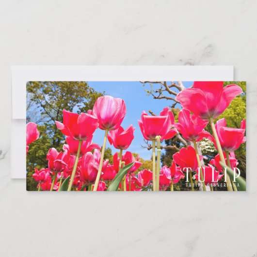 Tulip Karte (Vorderseite)