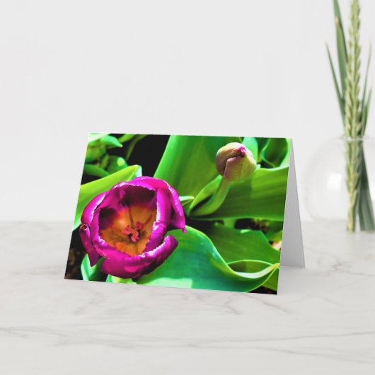 Tulip Karte (Vorderseite)