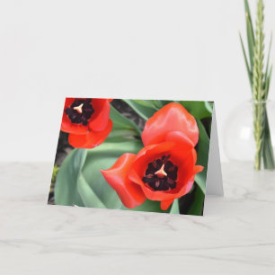 Tulip Karte