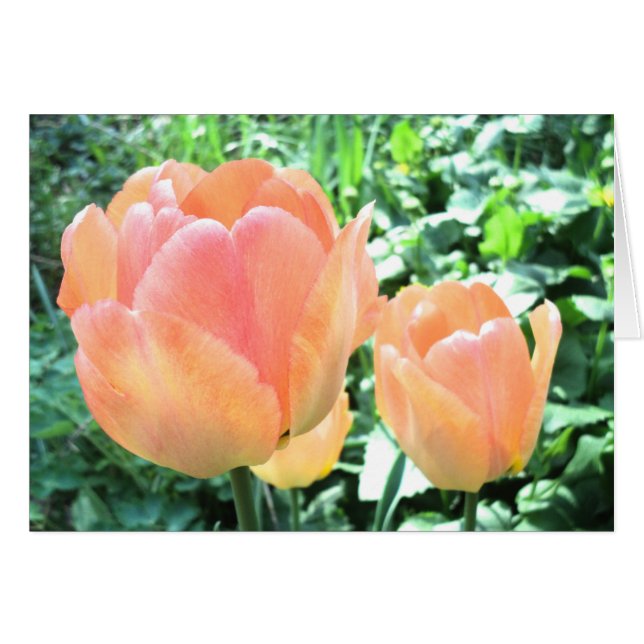 Tulip Karte (Vorderseite (Horizontal))