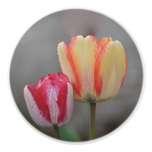 Tulip Keramik Knob Keramikknauf (Vorderseite)
