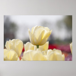 Tulip Leinwand Poster