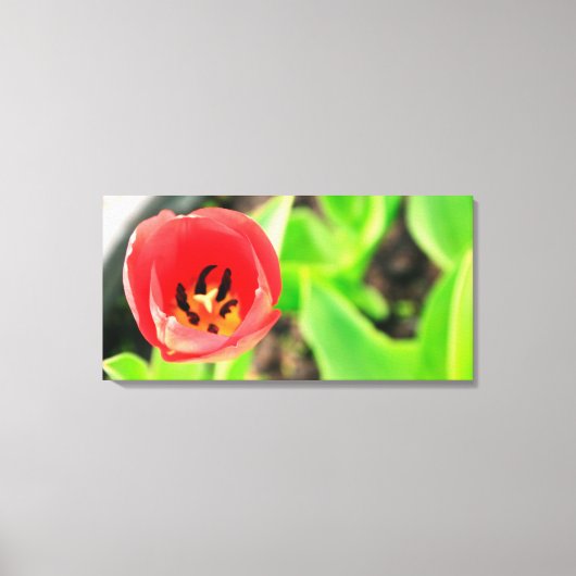 Tulip Leinwanddruck (Vorderseite)