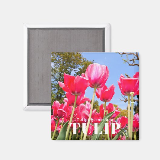 Tulip Magnet (Vorderseite/Rückseite)