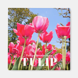 Tulip Magnet