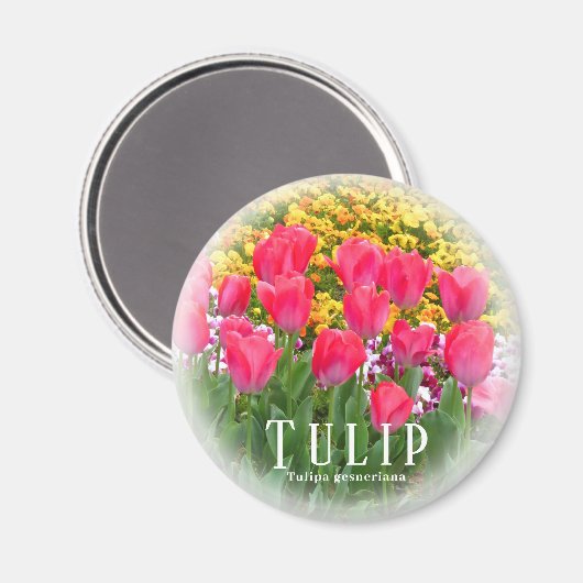 Tulip Magnet (Vorderseite/Rückseite)